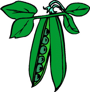 Haricots clipart