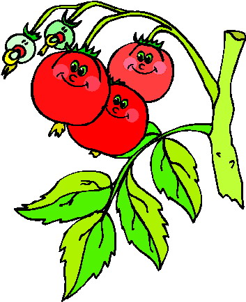 Tomate clipart