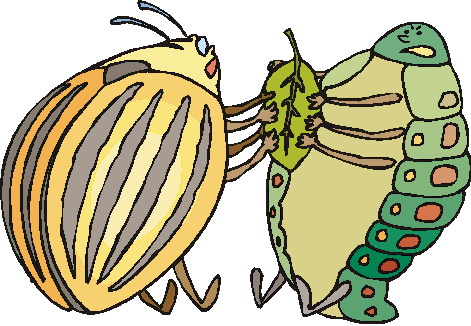 Coleopteres clipart