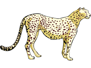 Leopards clipart