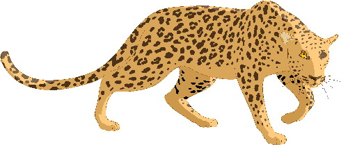 Leopards clipart