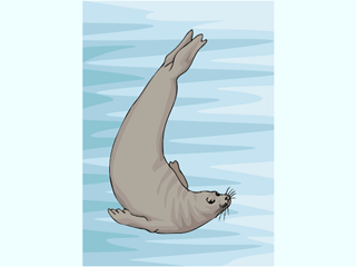 Les phoques et les phoques clipart