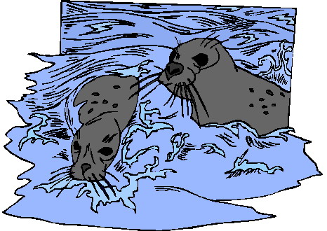 Les phoques et les phoques