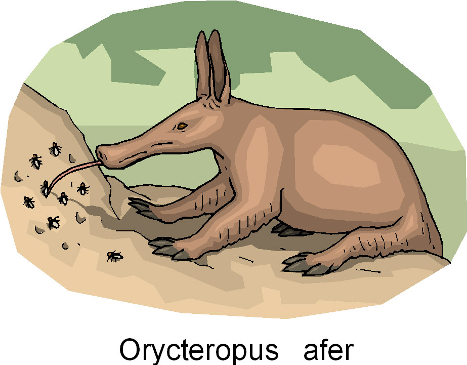 Orycterope clipart
