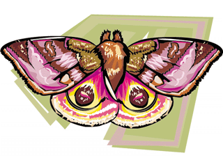 Papillons clipart