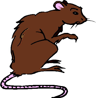 Rats clipart
