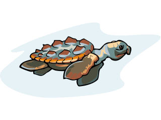 Tortue clipart