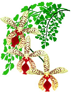Orchidee clipart