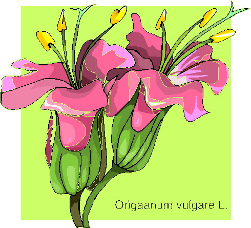 Orchidee clipart