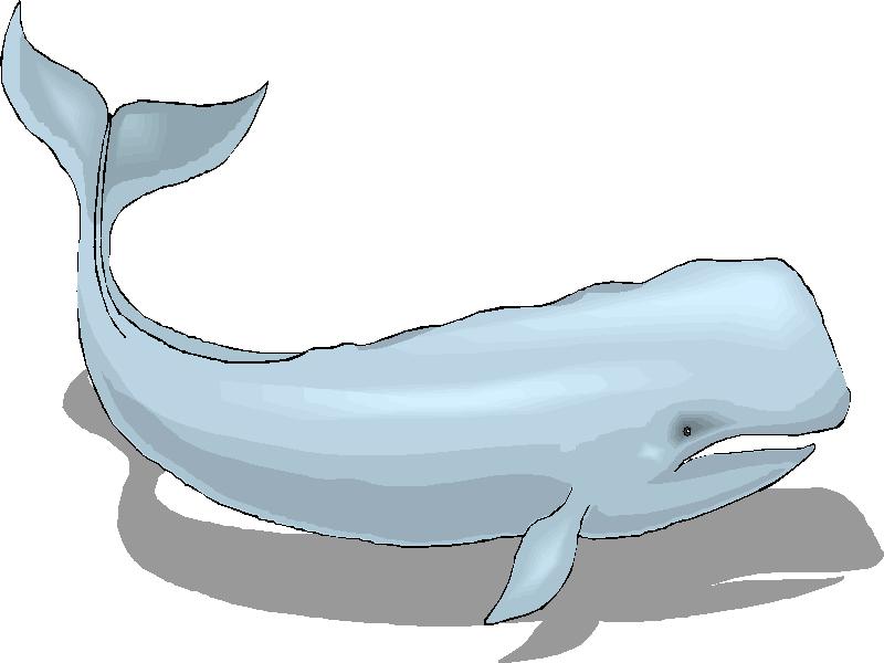 Baleines clipart