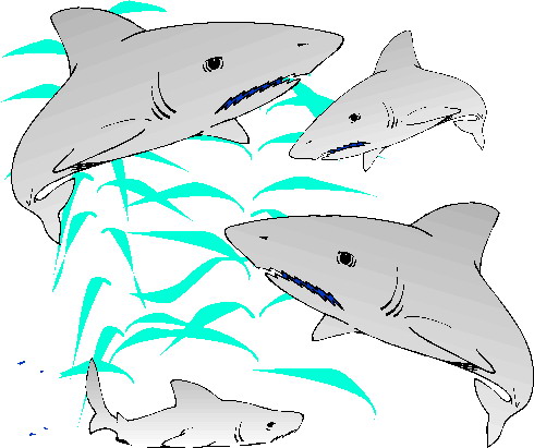 Requins clipart
