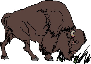 Buffalo clipart