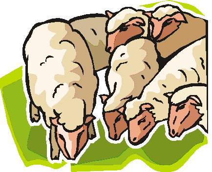 Moutons clipart