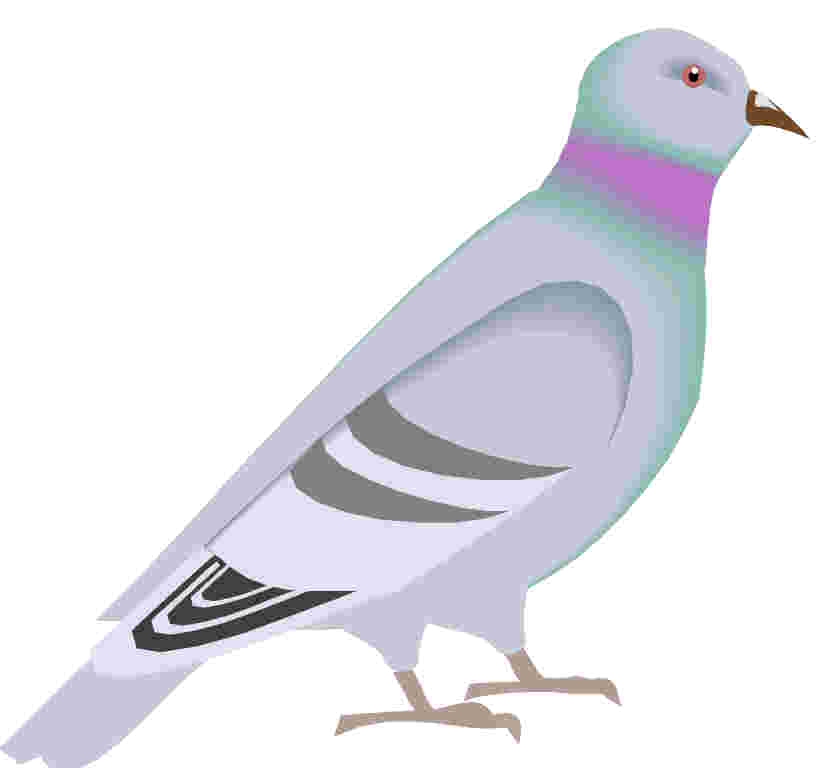 Pigeons clipart