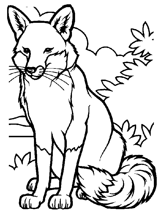 Animaux coloriages