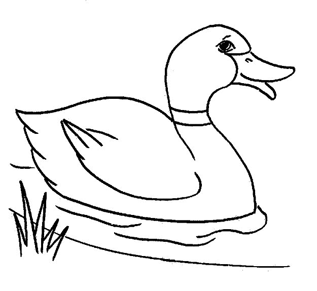 Canards coloriages