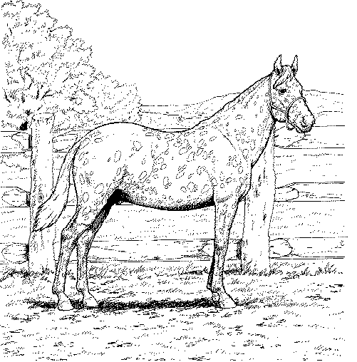 Equine coloriages