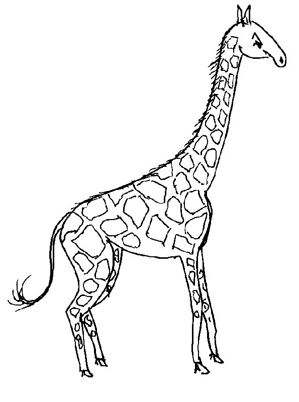 Girafe coloriages