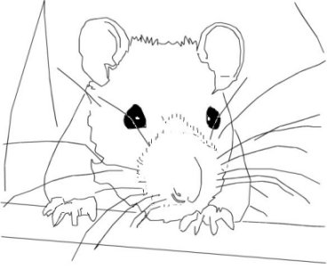 Hamsters coloriages