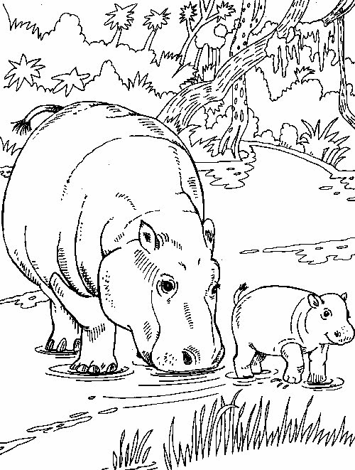Hippopotames coloriages