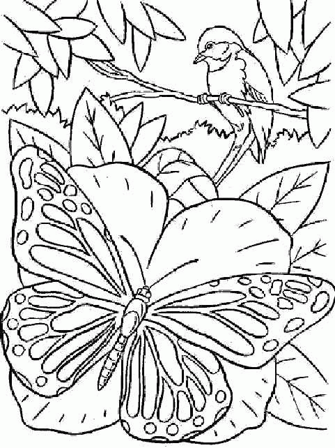 Papillon coloriages