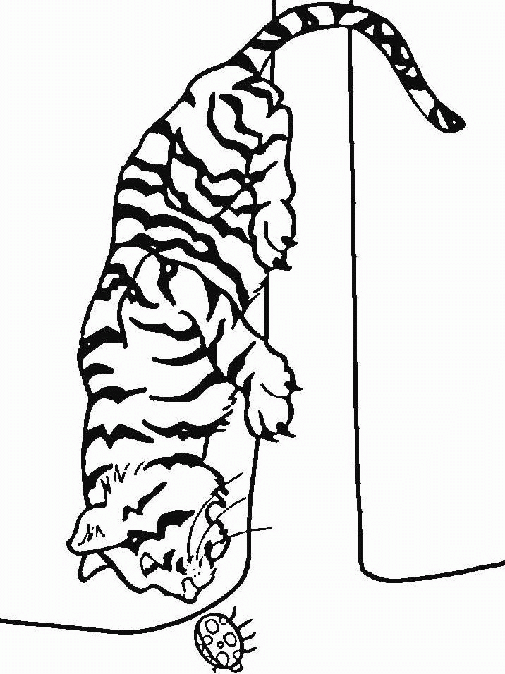 Tigre coloriages