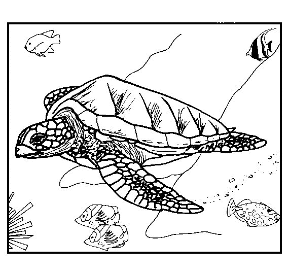 Tortue coloriages