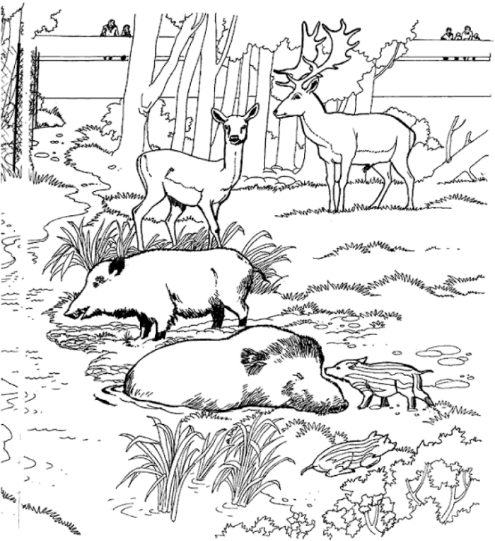 Zoo coloriages