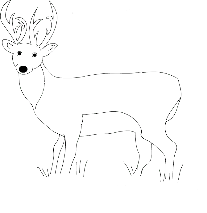 Cerf coloriages