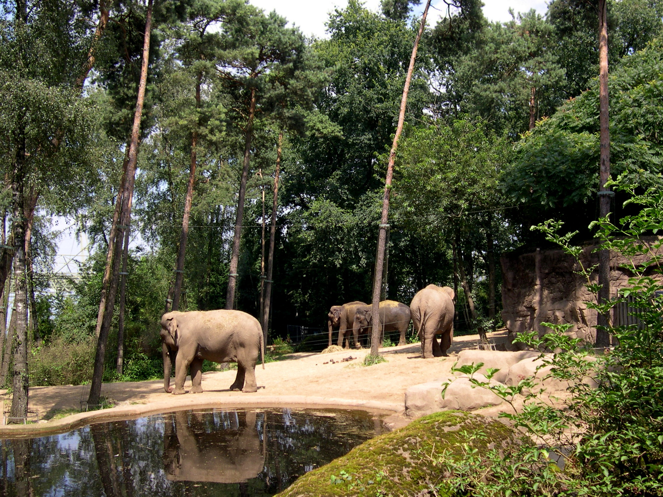 Elephants fonds ecran