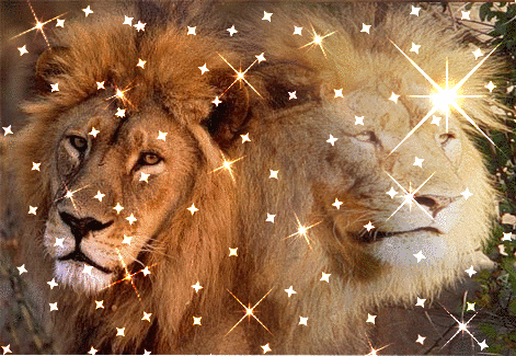 Lions glitter gifs