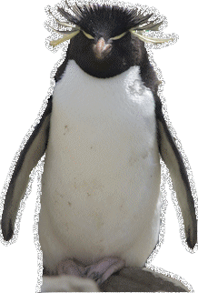 Penguin glitter gifs