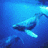 Baleines icones gifs
