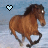 Equine icones gifs