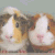 Guinee porc icones gifs