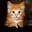 Les chats et les chats icones gifs