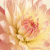 Floral icones gifs