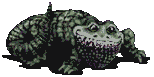 Alligators images
