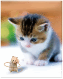 Chats images