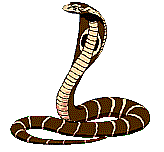Cobra images