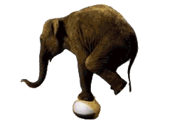 Elephants images