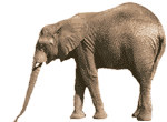 Elephants images