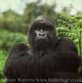 Gorille images