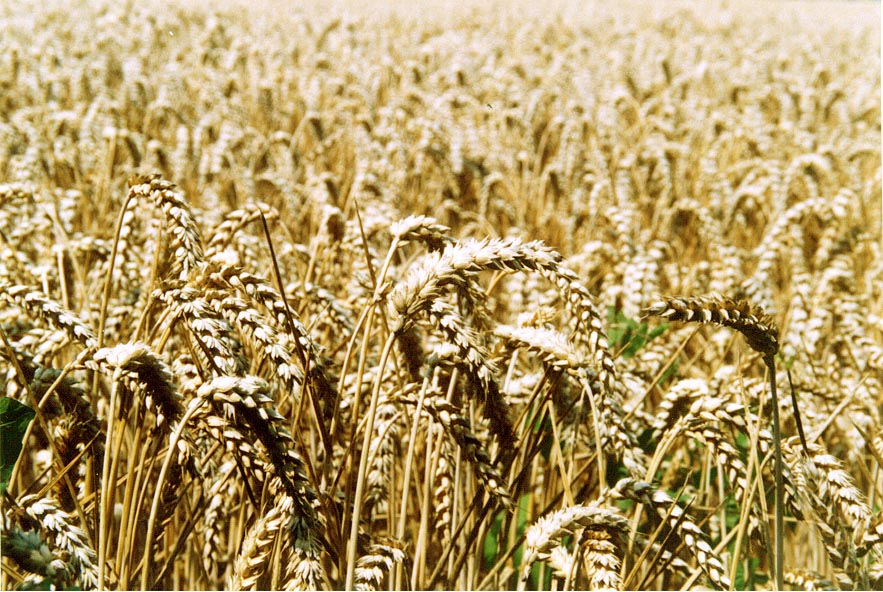 Grain images