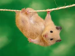 Hamsters droles images