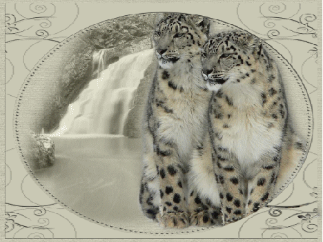 Leopard images