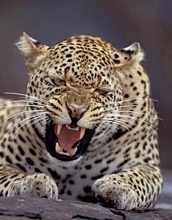 Leopard images