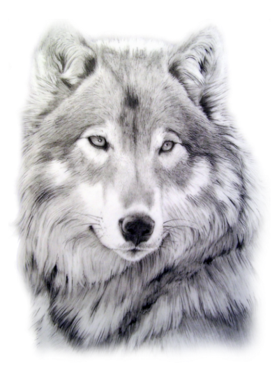 Loups images
