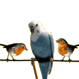 Oiseaux