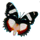 Papillons images